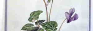 Cyclamen 1