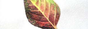 Persimmon leaf