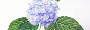 Hydrangea