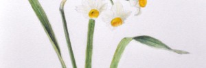 Narcissis