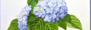Hydrangea 2017