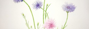 cornflower