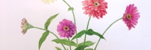 Zinnia