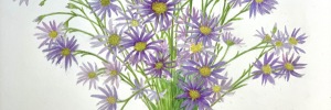 Aster
